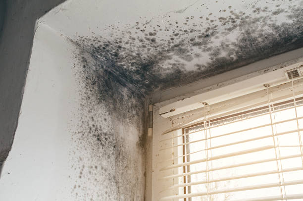 Trusted Commercial Mold Remediation service in Fredericksburg, VA - Cheap Mold Removal