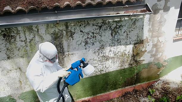 Top rated local Mold Cleanup specialists in Fredericksburg, VA